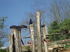 149 BIO PARC DE DOUE LA FONTAINE 5- 2016_000059